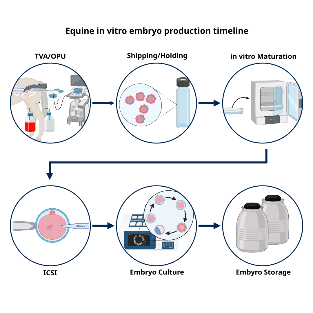 in vitro ICSI timeline