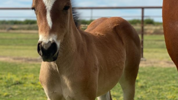 happy foal