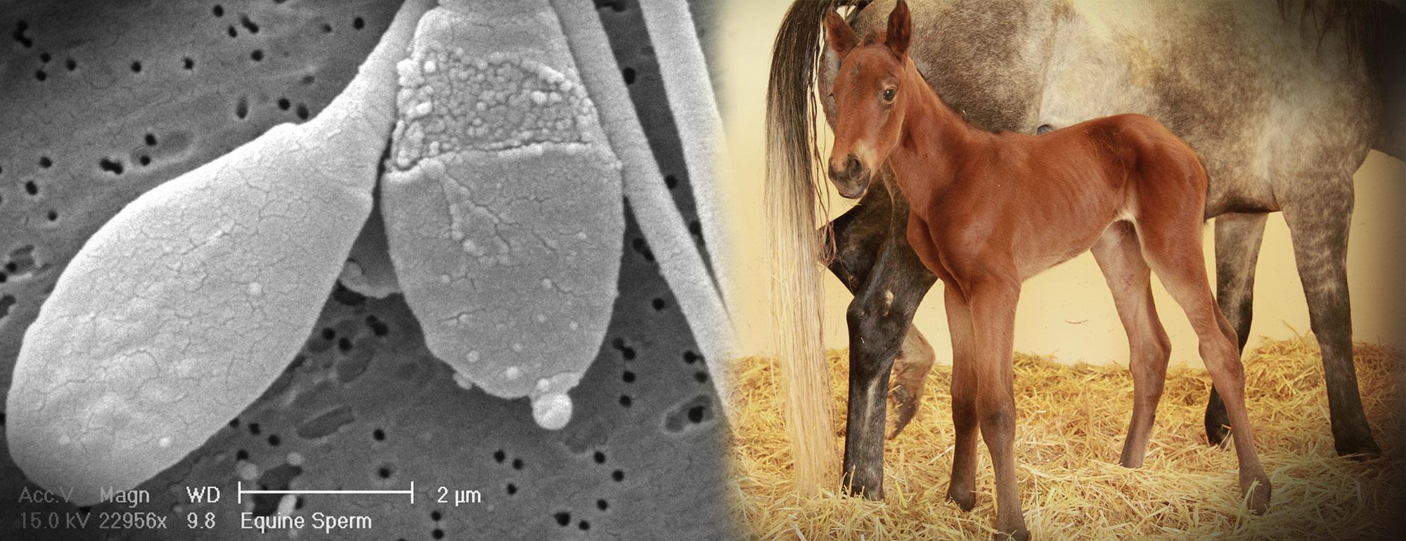 Veterinary Gamete Biology and Assisted Reproduction Technology Lab