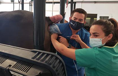 Transvaginal oocyte aspiration from a standing mare under sedation. Our team of veterinarians (Drs. Alejandro de la Fuente and Soledad Martin-Pelaez) are collecting oocytes from a mare while carefully watching the ultrasound monitor for needle placement into a follicle on the mare’s ovary